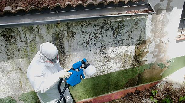 Top rated local Mold Remediation specialists in Julian, PA